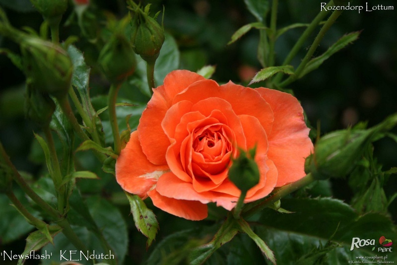 'Newsflash' rose photo