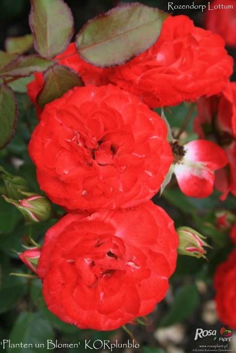 'Planten un Blomen ® (floribunda, Kordes 1999)' rose photo