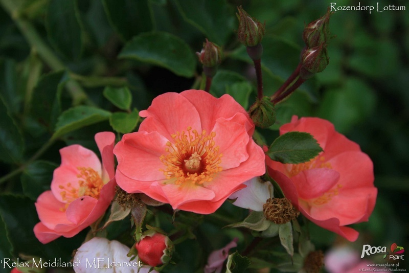 'Relax Meidiland ®' rose photo