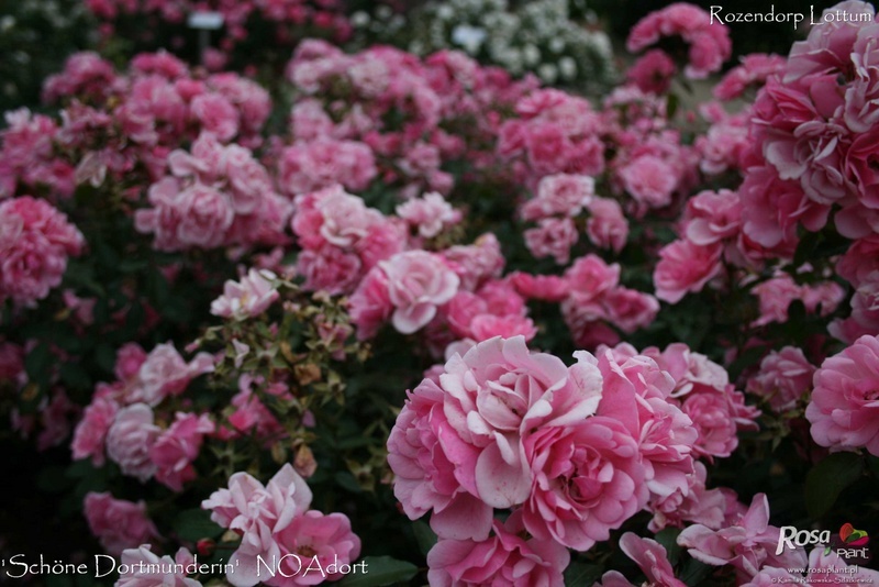 'Schöne Dortmunderin ®' rose photo