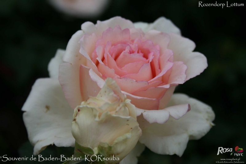 'KORsouba' rose photo