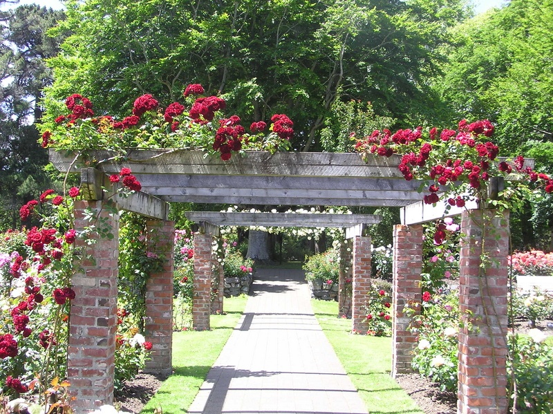 'Henry Edginton Rose Garden, Queen's Park, Invercargill'  photo