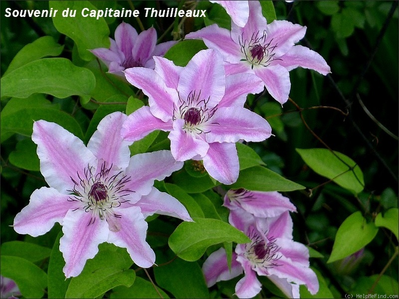 'Souvenir du Capitaine Thuilleaux' clematis photo