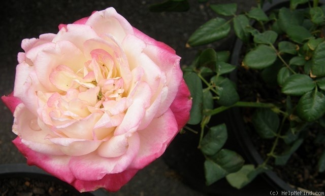 'Pride of Mount Barker' rose photo