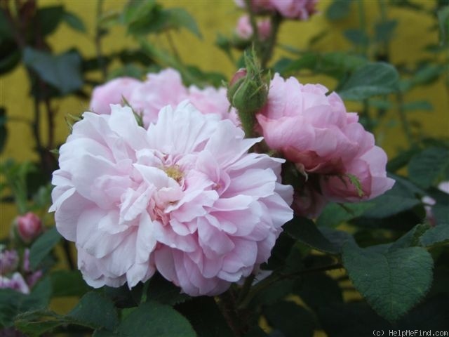 'René d'Anjou (perpetual moss, Robert, 1853)' rose photo