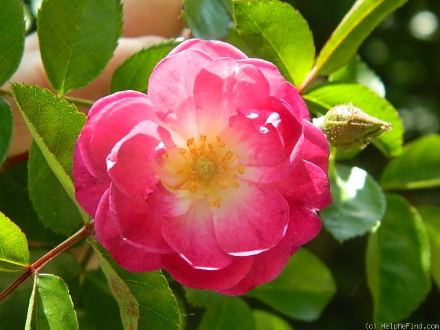 'Ixl' rose photo
