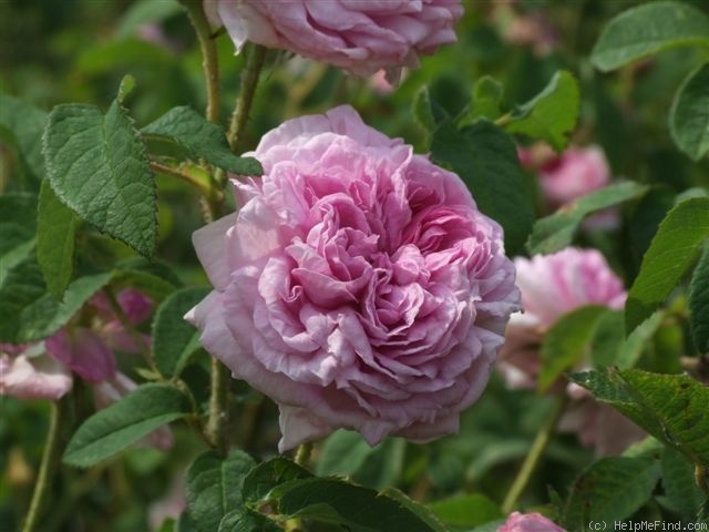 'Aimable Amie' rose photo