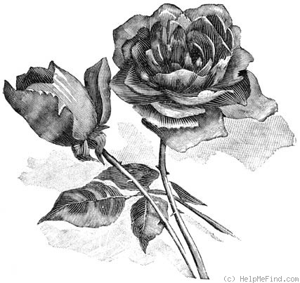 'Camoëns (hybrid tea, Schwartz, 1881)' rose photo