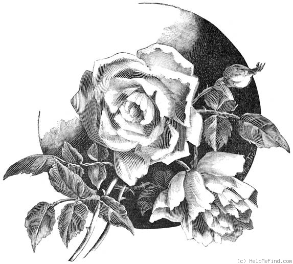 'Elise Fugier' rose photo