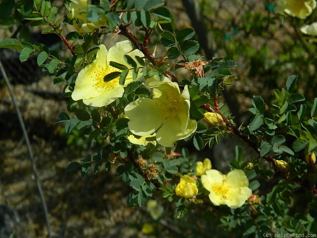 'Hugonis' rose photo