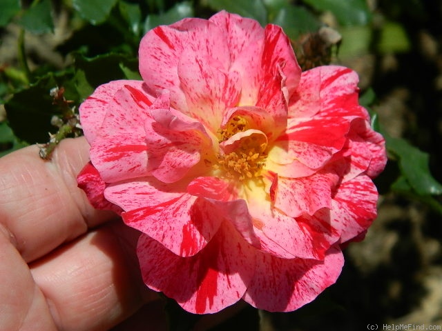 'Kim Rupert' rose photo
