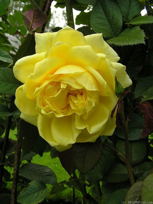 'Nicolas Hulot ®' rose photo