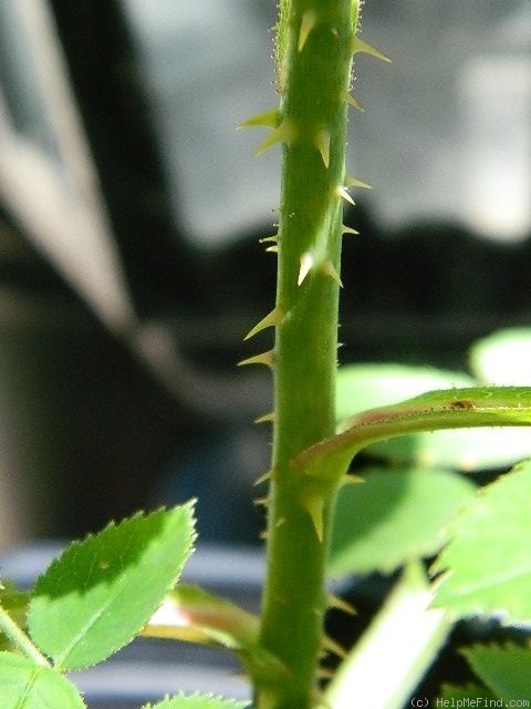 '