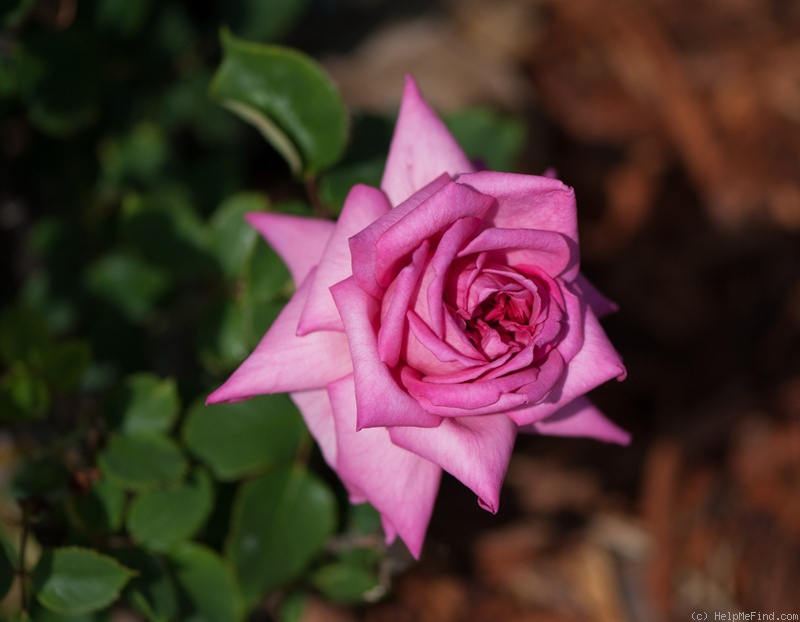 'Mutter Brada II' rose photo