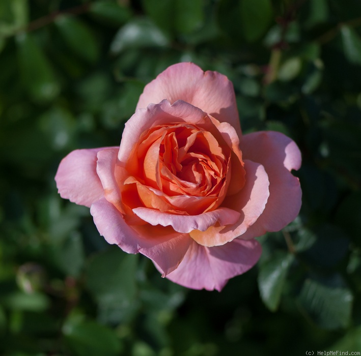 'Marí Dot' rose photo