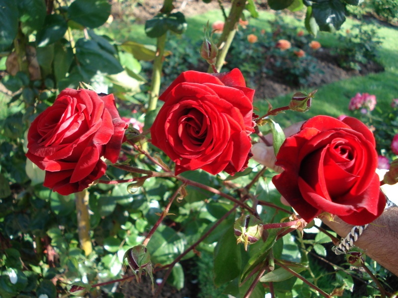 'Salammbô' rose photo