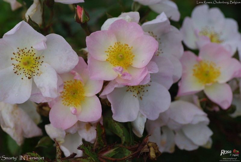 'Smarty ® (shrub, Ilsink 1977)' rose photo