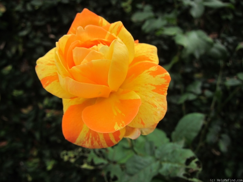 'Tropical Sunset ™ (hybrid tea, McGredy, 1988)' rose photo