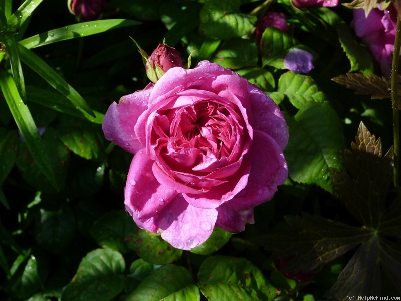 'Young Lycidas' rose photo