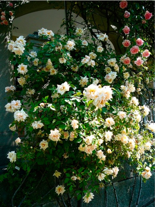 'Alupka' rose photo