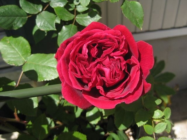 'Crimson King' rose photo