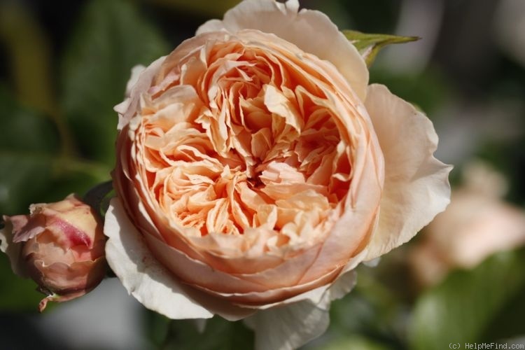 'Masora' rose photo