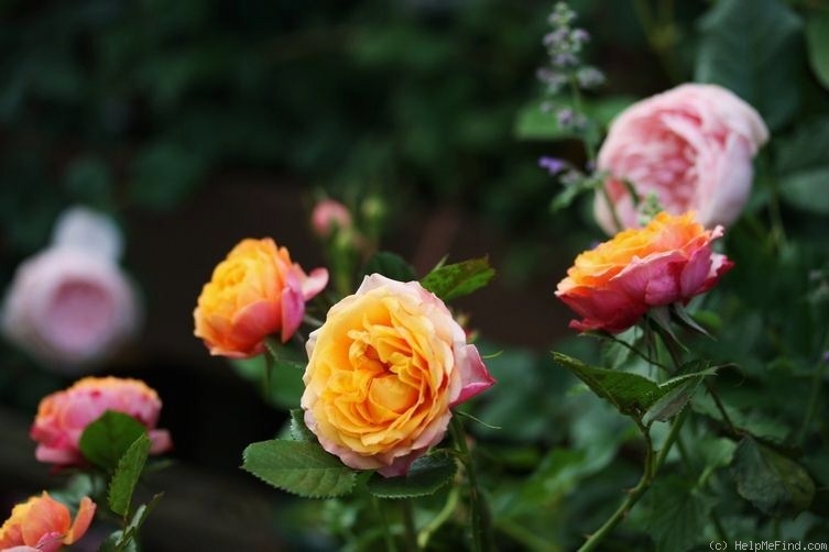 'Mango Romantica' rose photo
