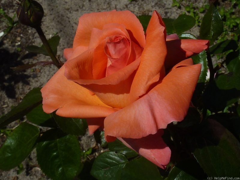 'Eclat de Haute Bretagne ®' rose photo