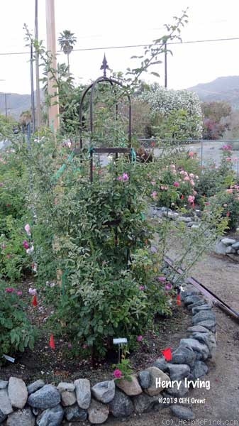 'Henry Irving' rose photo