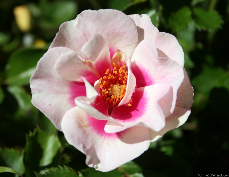 'Bull's Eye (shrub, James 2011)' rose photo