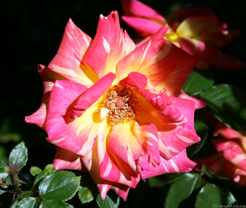 'Harry Wheatcroft' rose photo