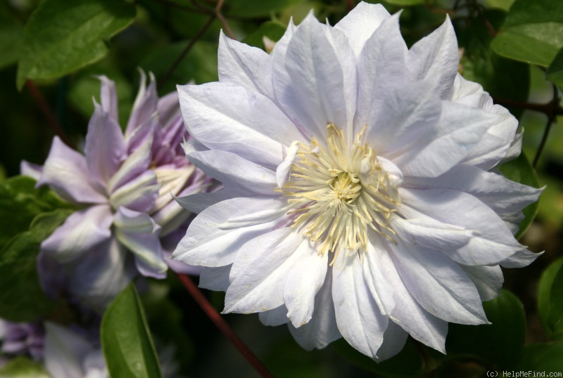 'Belle of Woking' clematis, click to enlarge 'Belle of Woking' clematis photo