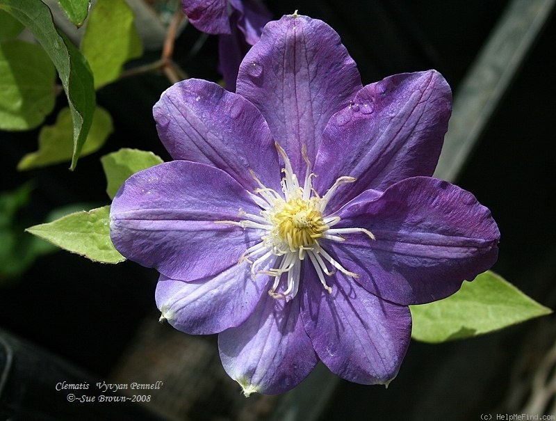 'Vyvyan Pennell' clematis photo