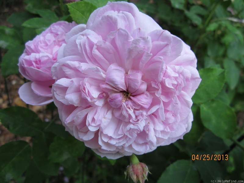 'Sidonie (bourbon, Dorisy, 1846)' rose photo