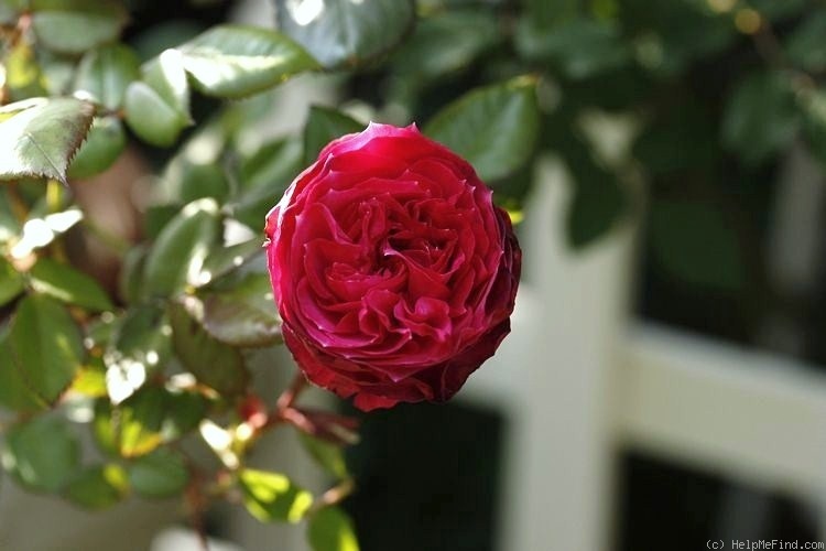 'Chi Dan Hong Xin' rose photo