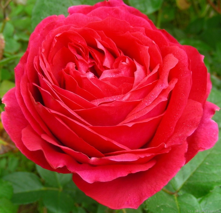 'MoonBerry' rose photo