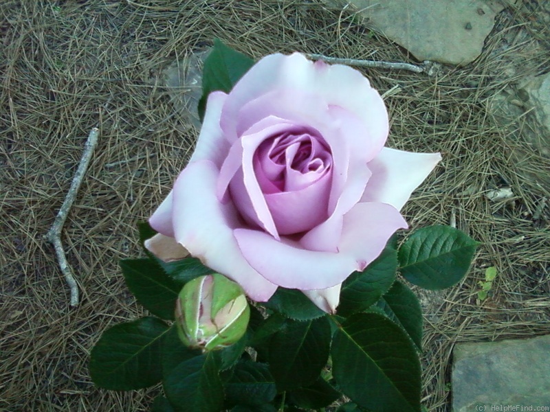 'Love Song (floribunda, Carruth 2011)' rose photo