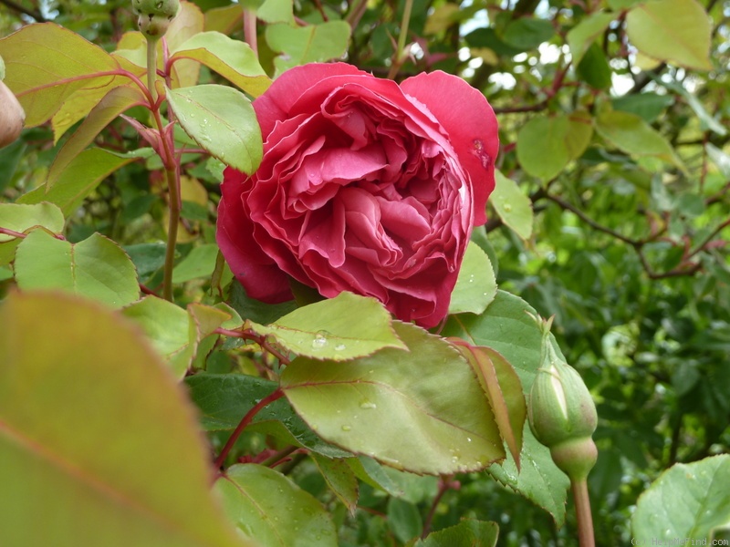 'Archiduc Joseph' rose photo