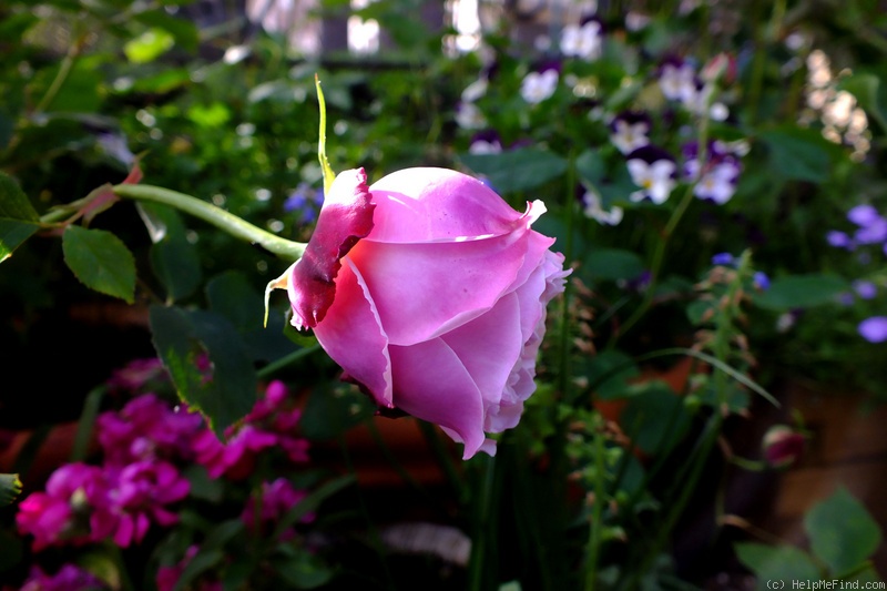 'Alice Hoffman' rose photo