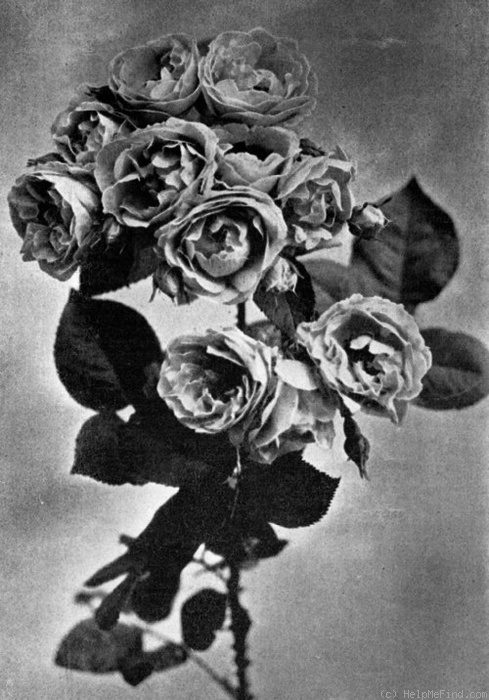 'Dawson' rose photo
