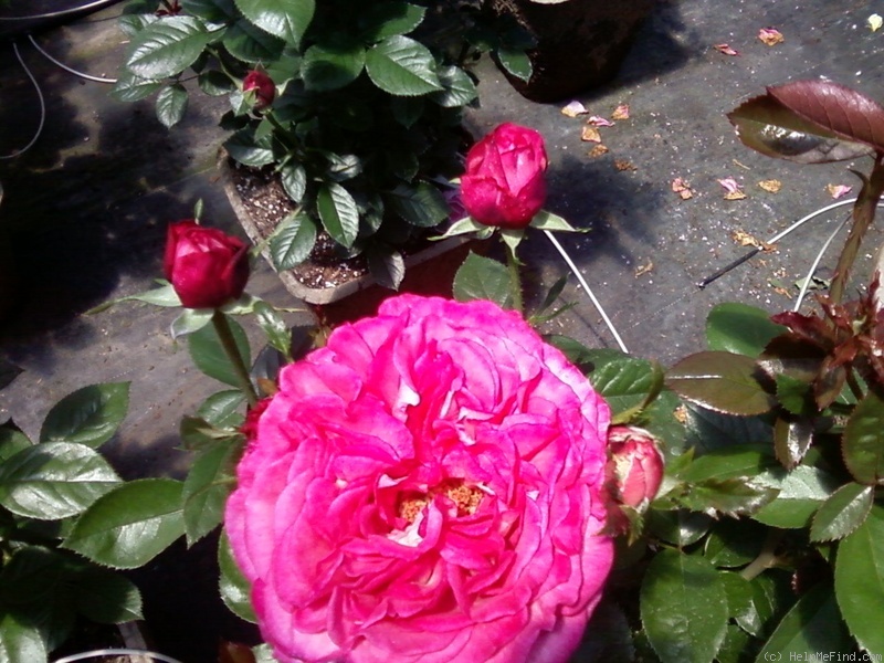 'Big Momma' rose photo