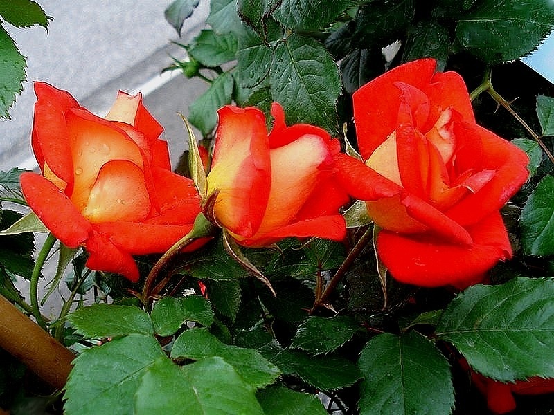 'Arielle Dombasle ®' rose photo