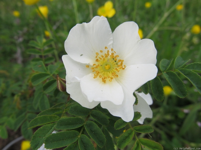 'Wingthorn Rose' rose photo