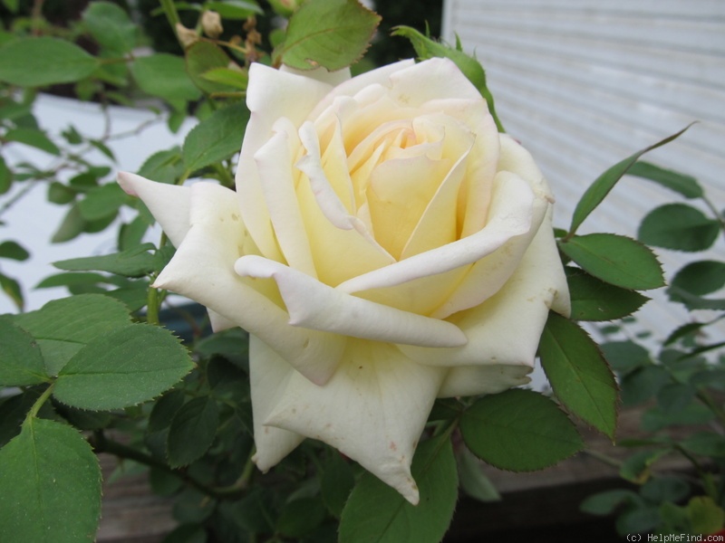 'Pasadena Star' rose photo
