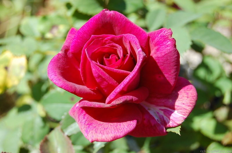 'Cougar' rose photo