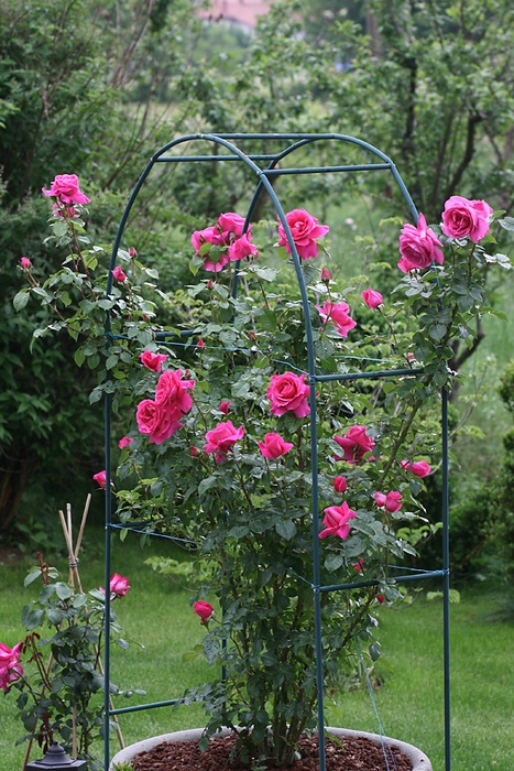 'Naomi™ (shrub, Olesen/Poulsen, 2003/11)' rose photo
