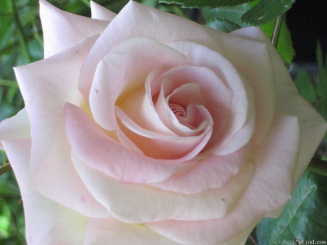 'Cajun Sunrise' rose photo