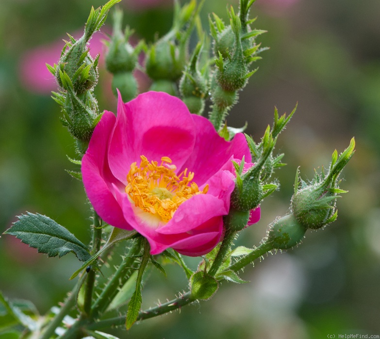 'Mechtilde von Neuerburg' rose photo