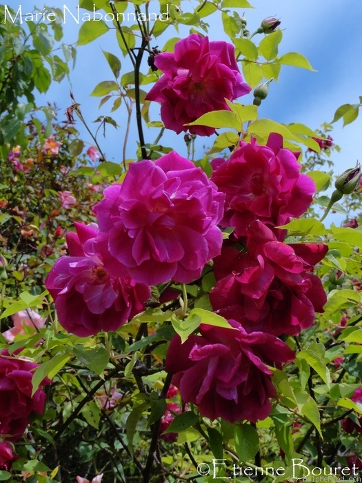 'Marie Nabonnand' rose photo