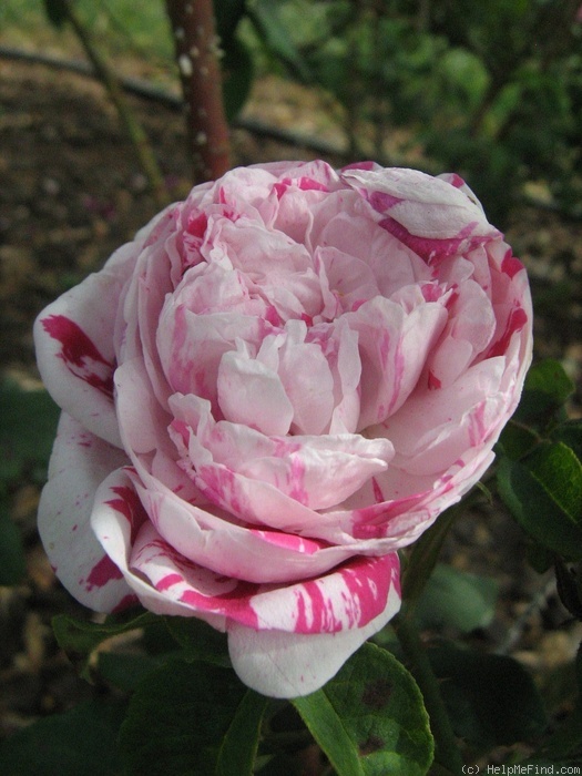 'Variegata di Bologna' rose photo